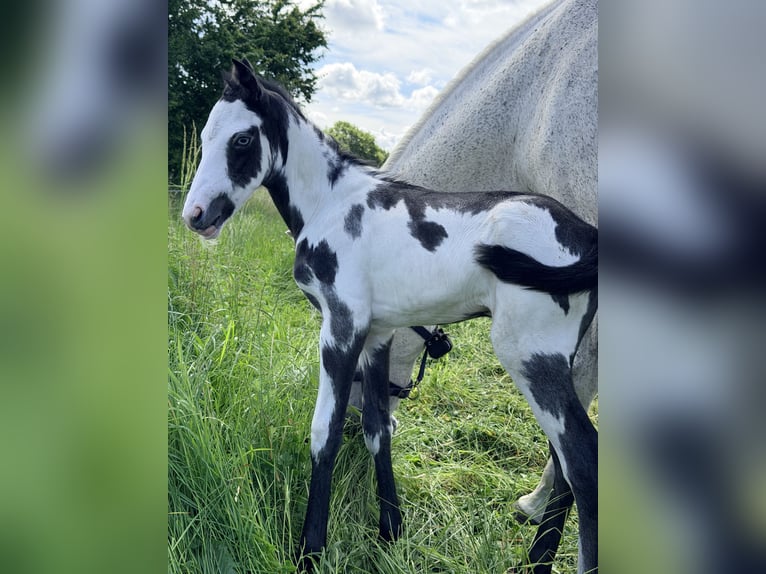 American Paint Horse Mix Stallion Foal (01/2026) 15.1 hh Overo-all-colors in Marlow
