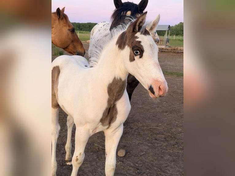 American Paint Horse Mix Stallion Foal (01/2026) 15.1 hh Overo-all-colors in Marlow