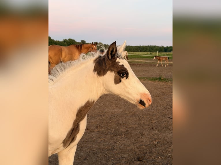 American Paint Horse Mix Stallion Foal (01/2026) 15.1 hh Overo-all-colors in Marlow