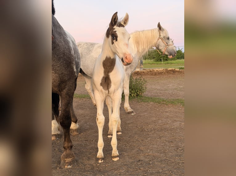American Paint Horse Mix Stallion Foal (01/2026) 15.1 hh Overo-all-colors in Marlow