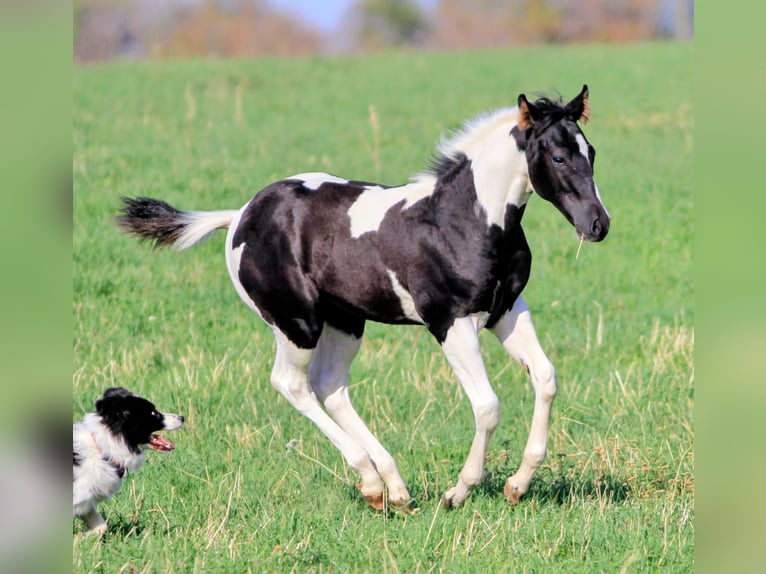 American Paint Horse Stallion Foal (05/2026) 15.1 hh Pinto in Waldshut-Tiengen