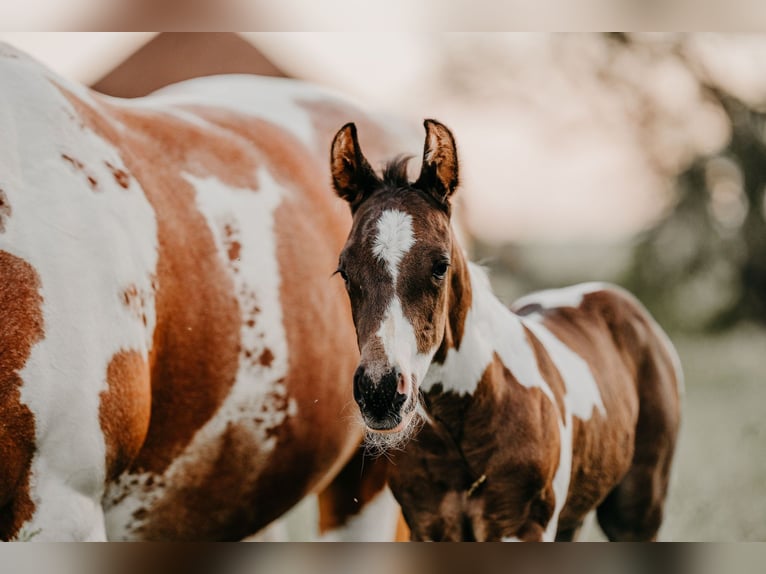 American Paint Horse Stallion Foal (05/2026) 15.1 hh Pinto in Waldshut-Tiengen