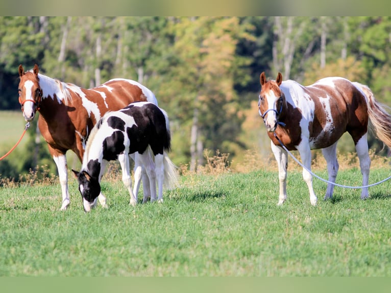 American Paint Horse Stallion Foal (05/2026) 15.1 hh Pinto in Waldshut-Tiengen