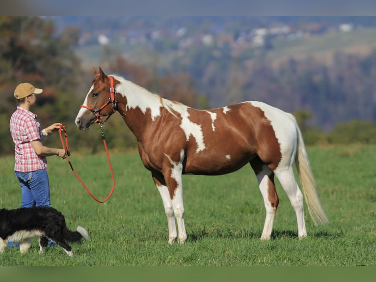 American Paint Horse Stallion Foal (05/2026) 15.1 hh Pinto in Waldshut-Tiengen