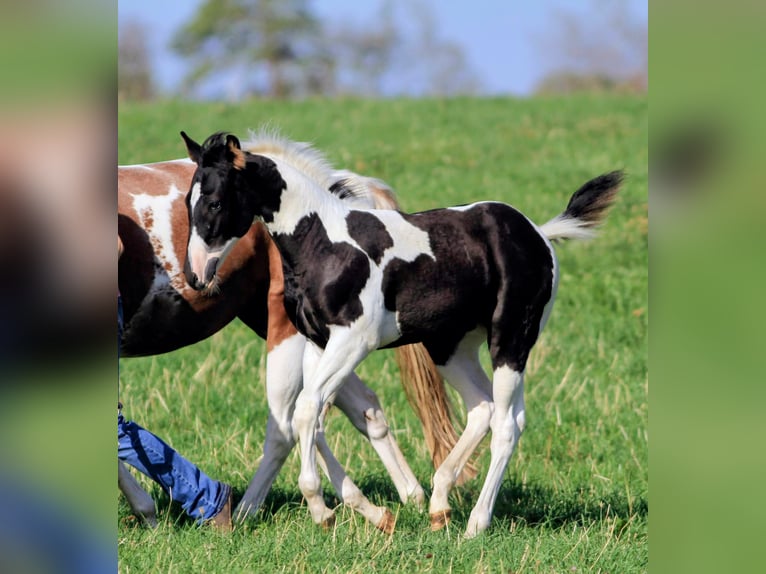 American Paint Horse Stallion Foal (05/2026) 15.1 hh Pinto in Waldshut-Tiengen