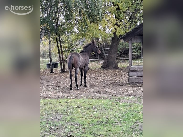 American Paint Horse Stallion Foal (06/2026) 15.1 hh Roan-Bay in Werneuchen