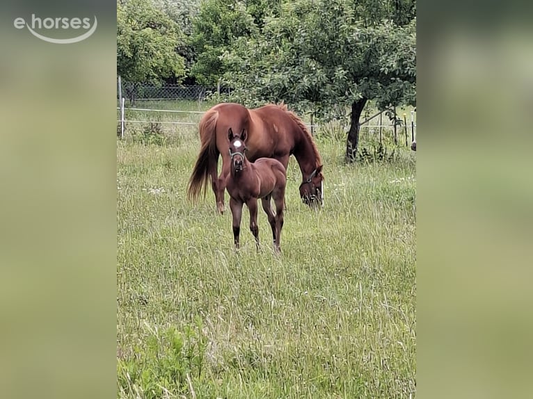 American Paint Horse Stallion Foal (06/2026) 15.1 hh Roan-Bay in Werneuchen