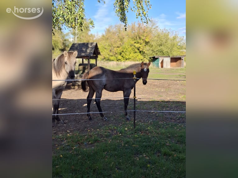 American Paint Horse Stallion Foal (06/2026) 15.1 hh Roan-Bay in Werneuchen