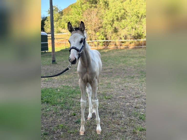 American Paint Horse Mix Stallion Foal (06/2026) 15.2 hh Pinto in Deggingen