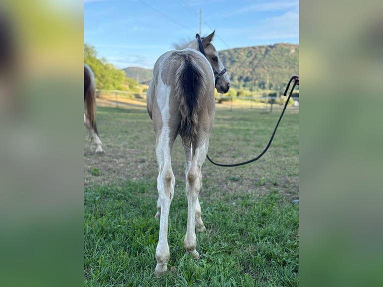 American Paint Horse Mix Stallion Foal (06/2026) 15.2 hh Pinto in Deggingen