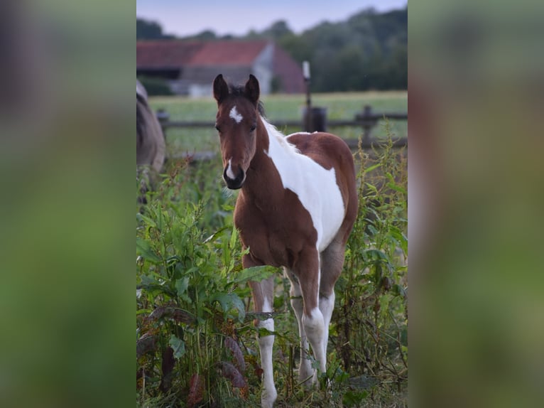 American Paint Horse Stallion Foal (04/2026) 15.2 hh Tobiano-all-colors in Ascheberg