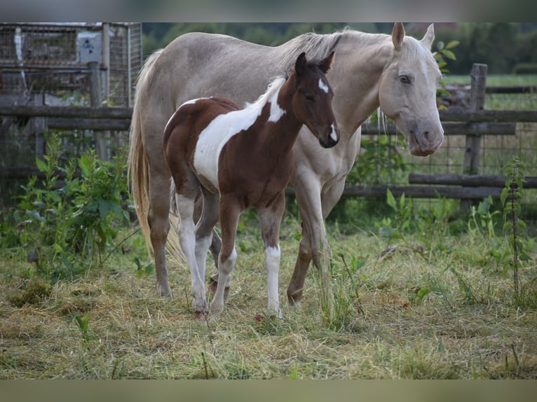 American Paint Horse Stallion Foal (04/2026) 15.2 hh Tobiano-all-colors in Ascheberg