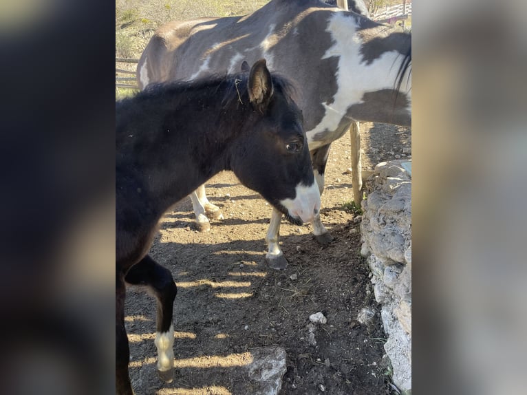 American Paint Horse Stallion Foal (06/2026) 15 hh Black in Cansano