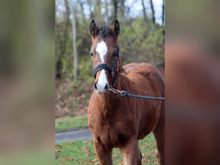 American Paint Horse Stallion Foal (04/2025) 15 hh Brown in Hellenthal