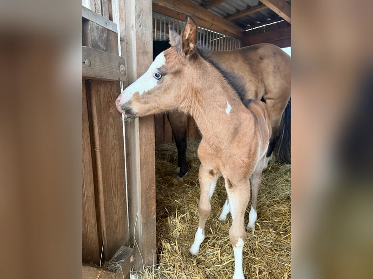 American Paint Horse Stallion Foal (03/2026) 15 hh Brown in Mönchhagen