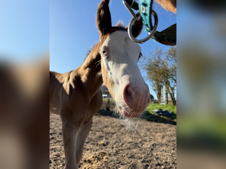 American Paint Horse Stallion Foal (03/2026) 15 hh Brown in Mönchhagen