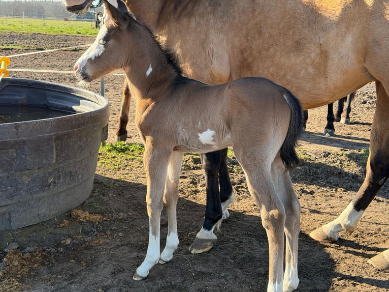 American Paint Horse Stallion Foal (03/2026) 15 hh Brown in Mönchhagen