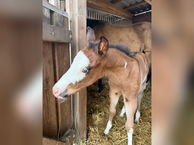 American Paint Horse Stallion Foal (03/2026) 15 hh Brown in Mönchhagen