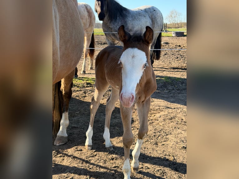 American Paint Horse Stallion Foal (03/2026) 15 hh Brown in Mönchhagen