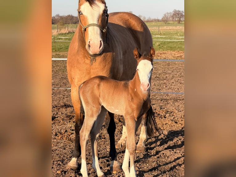American Paint Horse Stallion Foal (03/2026) 15 hh Brown in Mönchhagen
