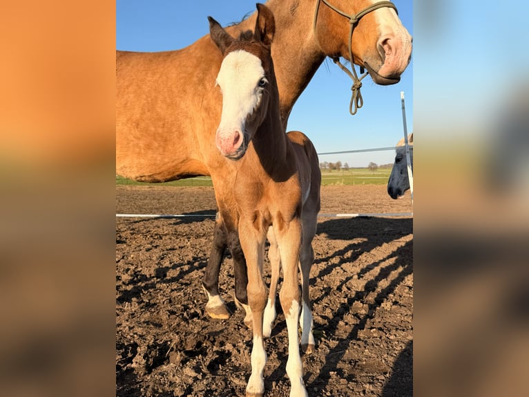 American Paint Horse Stallion Foal (03/2026) 15 hh Brown in Mönchhagen