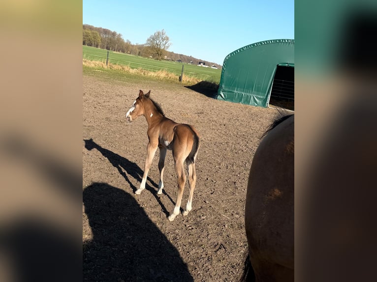 American Paint Horse Stallion Foal (03/2026) 15 hh Brown in Mönchhagen