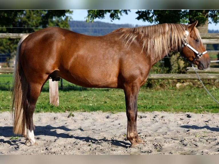 American Paint Horse Stallion Foal (04/2026) 15 hh Buckskin in Rödinghausen
