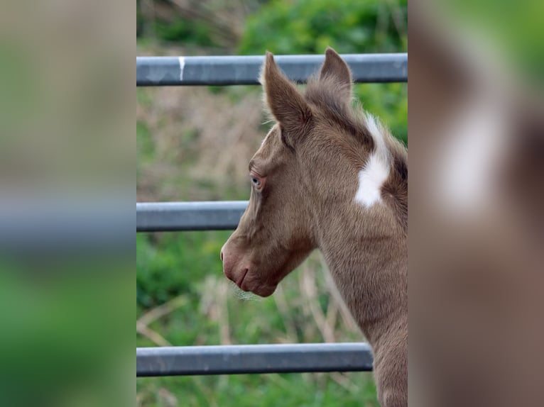 American Paint Horse Stallion Foal (04/2025) 15 hh Champagne in Hellenthal