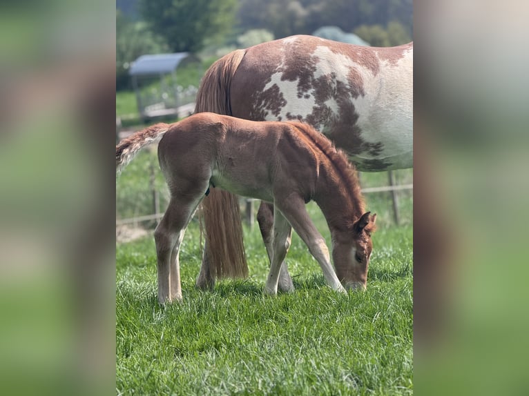 American Paint Horse Stallion Foal (04/2026) 15 hh Chestnut-Red in Matzenbach