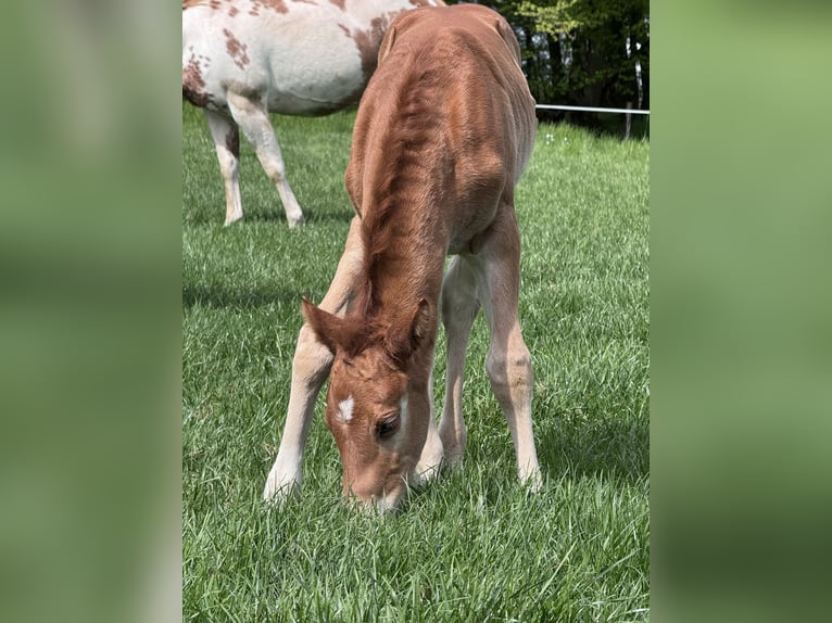 American Paint Horse Stallion Foal (04/2026) 15 hh Chestnut-Red in Matzenbach