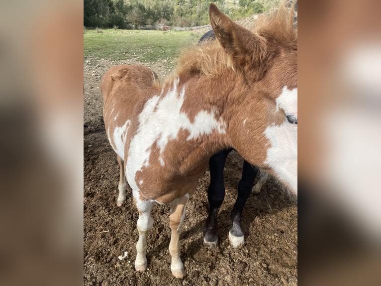 American Paint Horse Stallion Foal (05/2025) 15 hh Overo-all-colors in Opi