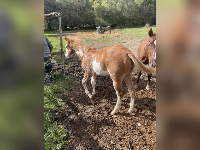 American Paint Horse Stallion Foal (05/2025) 15 hh Overo-all-colors in Opi