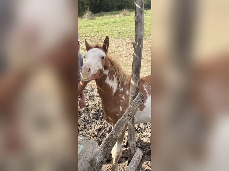 American Paint Horse Stallion Foal (05/2025) 15 hh Overo-all-colors in Opi