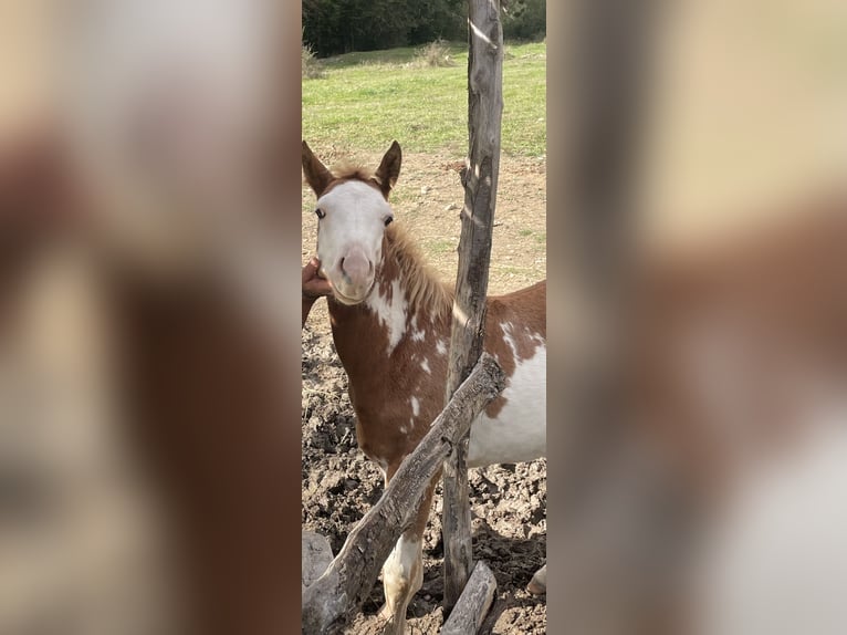 American Paint Horse Stallion Foal (05/2025) 15 hh Overo-all-colors in Opi