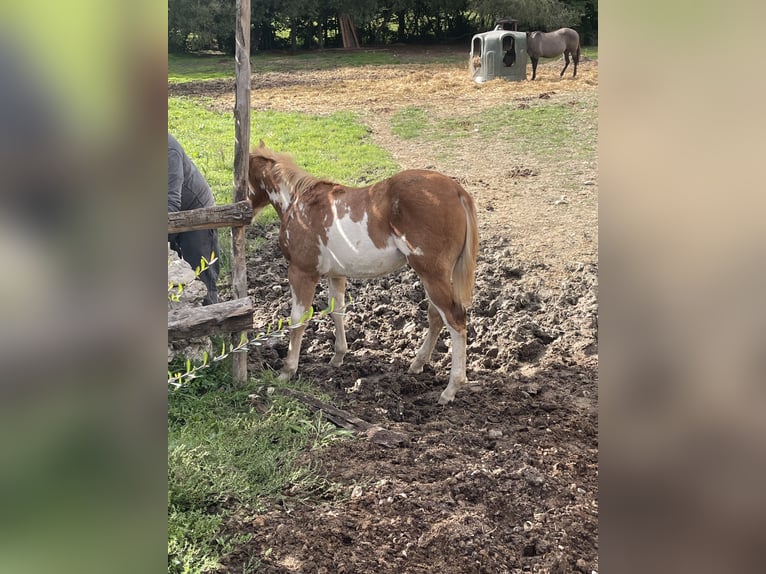 American Paint Horse Stallion Foal (05/2025) 15 hh Overo-all-colors in Opi