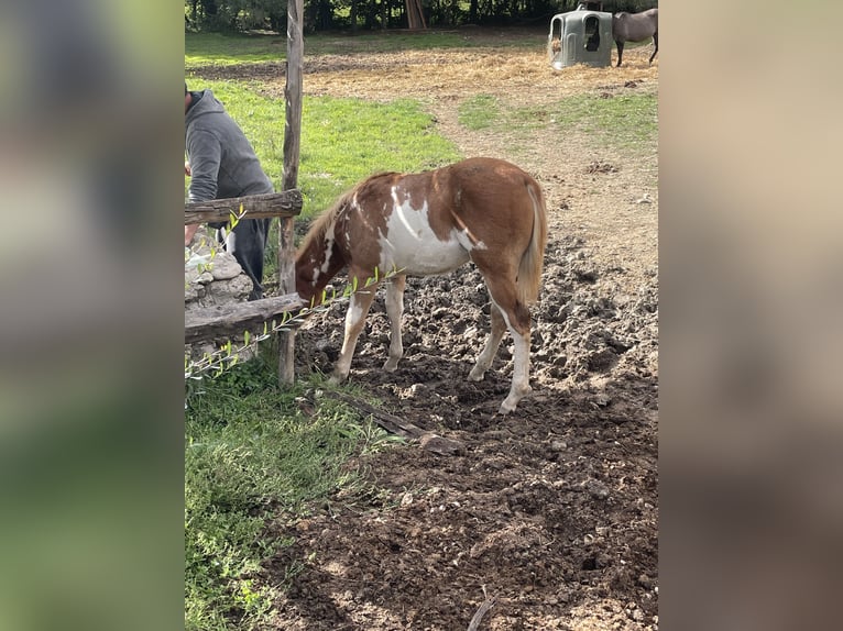 American Paint Horse Stallion Foal (05/2025) 15 hh Overo-all-colors in Opi