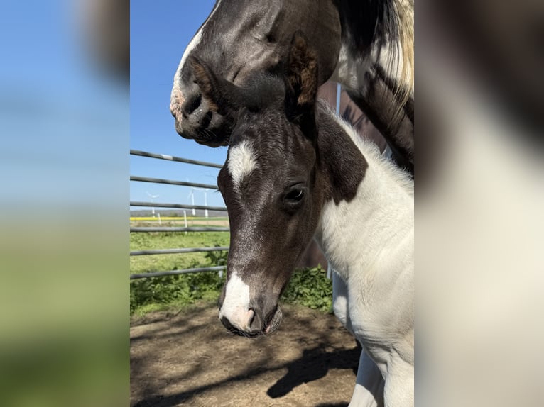American Paint Horse Stallion Foal (04/2025) 15 hh Pinto in B&#xFC;ren