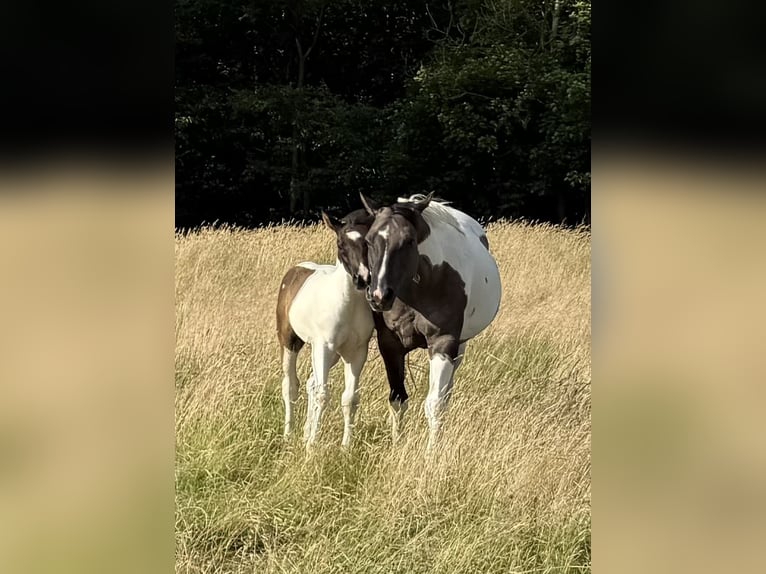 American Paint Horse Stallion Foal (04/2025) 15 hh Pinto in B&#xFC;ren