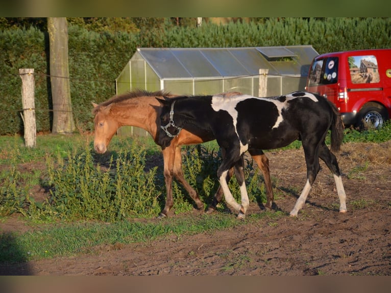 American Paint Horse Stallion Foal (06/2026) 15 hh Tobiano-all-colors in Nordhorn