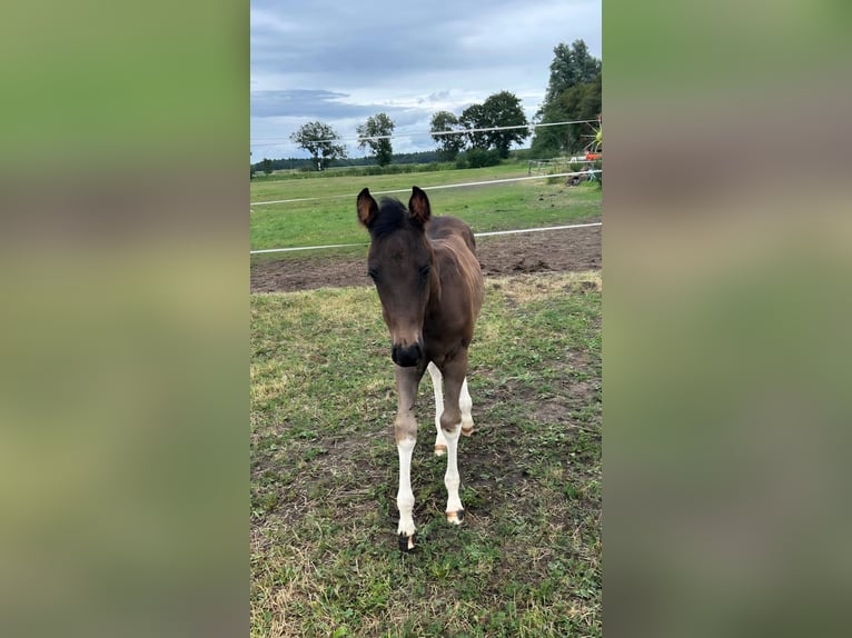 American Paint Horse Stallion Foal (06/2026) 15 hh Tobiano-all-colors in Barkholt