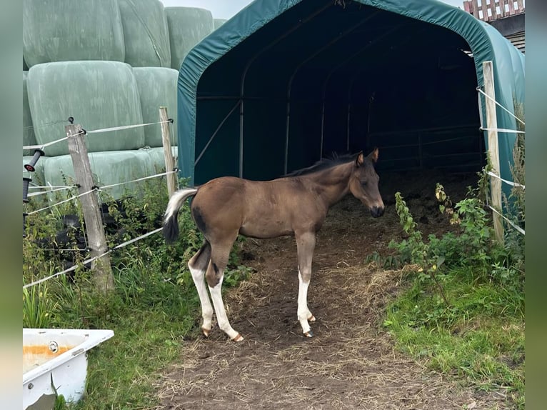 American Paint Horse Stallion Foal (06/2026) 15 hh Tobiano-all-colors in Barkholt