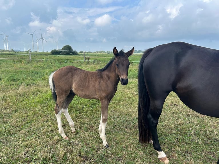 American Paint Horse Stallion Foal (06/2026) 15 hh Tobiano-all-colors in Barkholt
