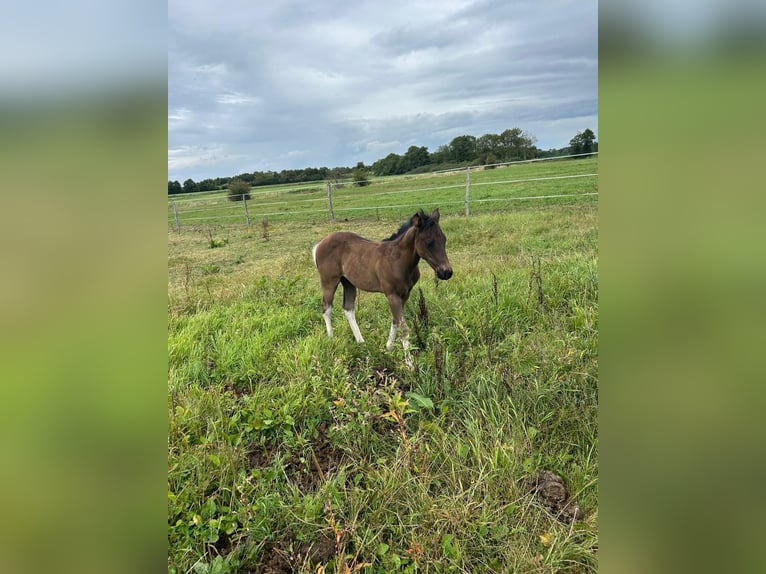 American Paint Horse Stallion Foal (06/2026) 15 hh Tobiano-all-colors in Barkholt