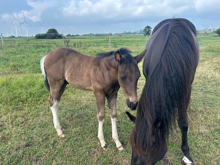 American Paint Horse Stallion Foal (06/2026) 15 hh Tobiano-all-colors in Barkholt