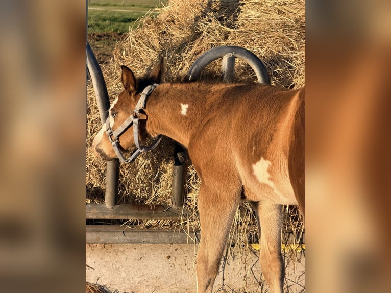 American Paint Horse Stallion Foal (03/2026) 15 hh  in Mönchhagen
