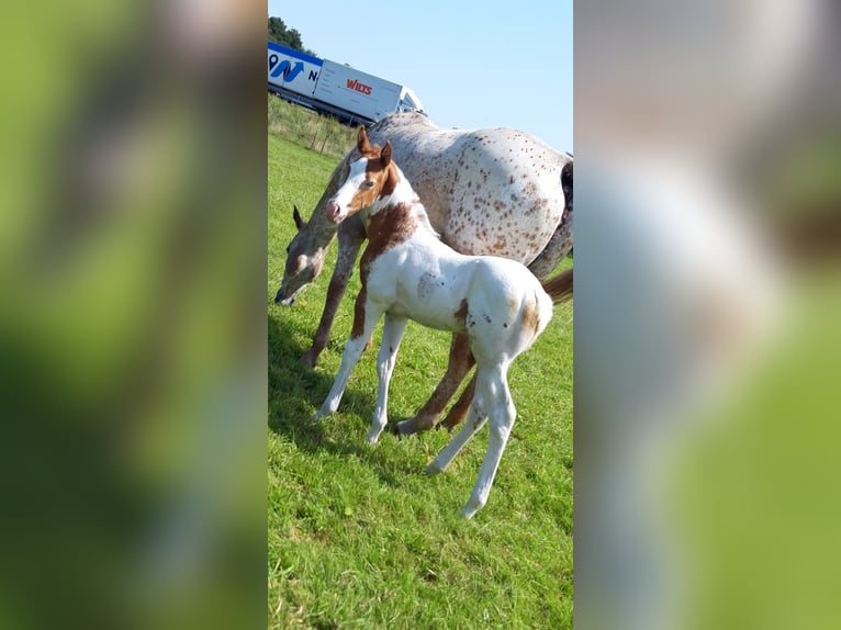 American Paint Horse Stallion Foal (06/2025) 15,1 hh Champagne in Neuenhaus