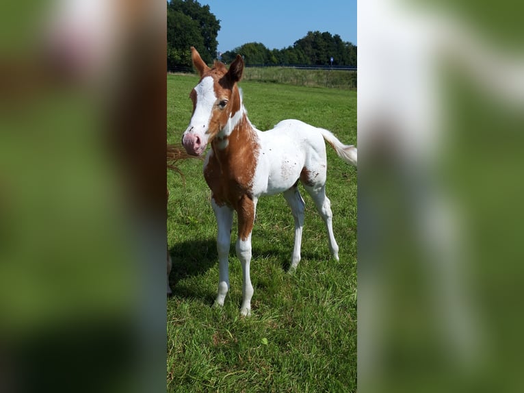 American Paint Horse Stallion Foal (06/2025) 15,1 hh Champagne in Neuenhaus