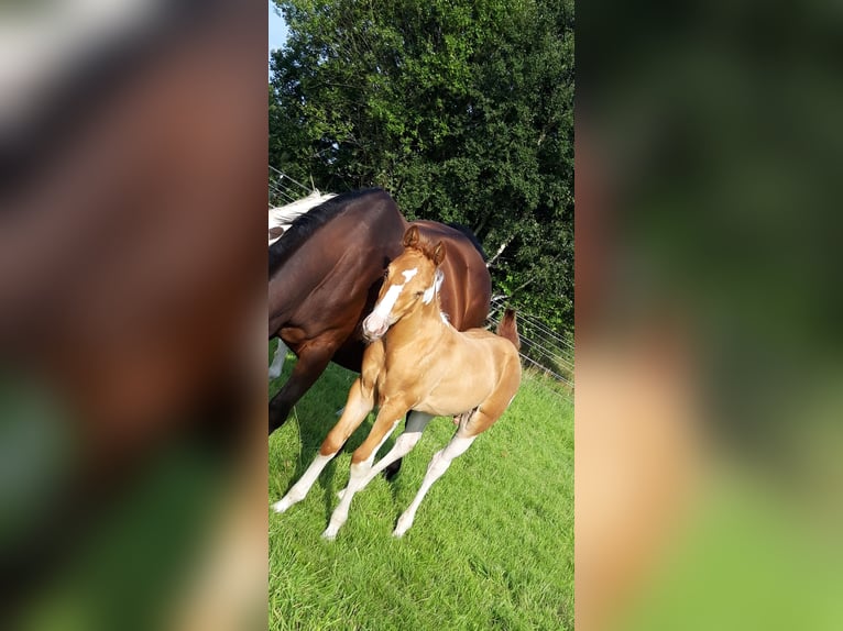 American Paint Horse Stallion Foal (06/2025) 15,1 hh Champagne in Neuenhaus