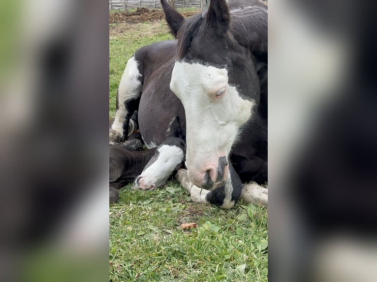 American Paint Horse Stallion Foal (10/2025) 15,1 hh Overo-all-colors in Opi