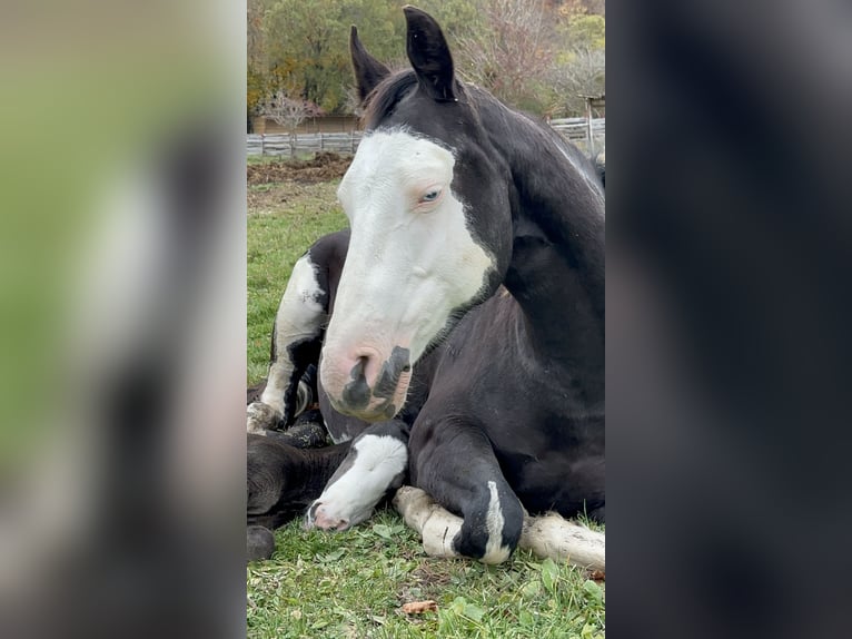 American Paint Horse Stallion Foal (10/2025) 15,1 hh Overo-all-colors in Opi